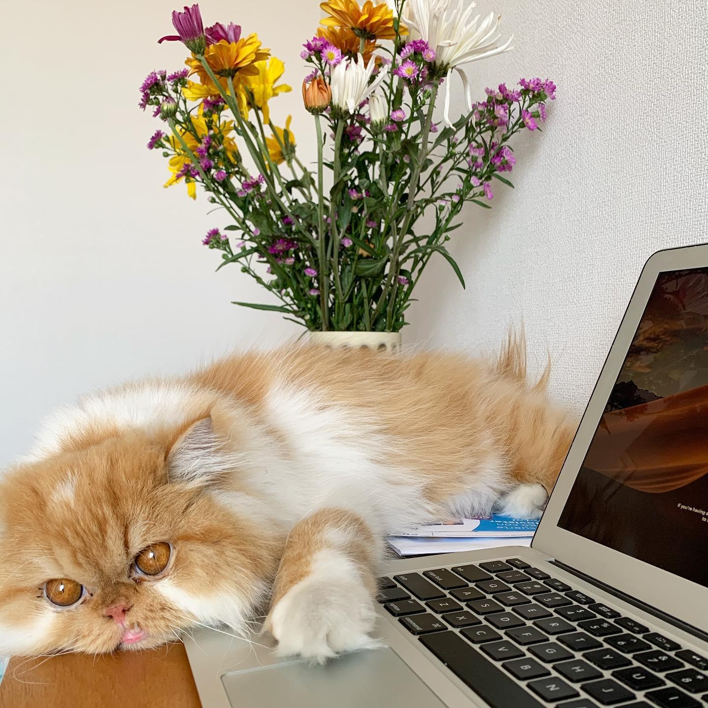 Picture of a cat laying over a laptop